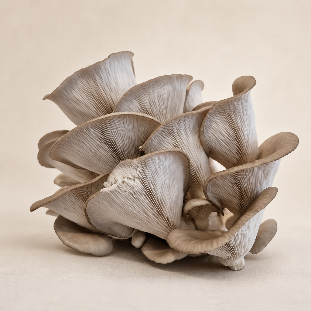 Pleurotes 320g